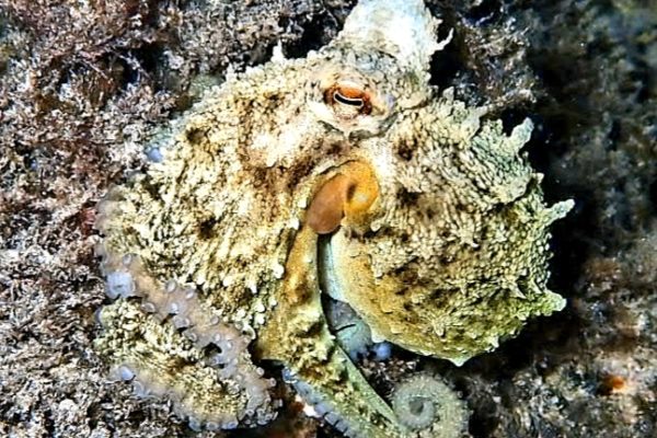 Octopus on rocks Faro Pechiguera Playa Blanca Lanzarote