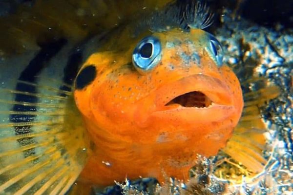 Orange fish underwater photography Mala Lanzarote